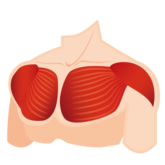大胸筋　イメージ